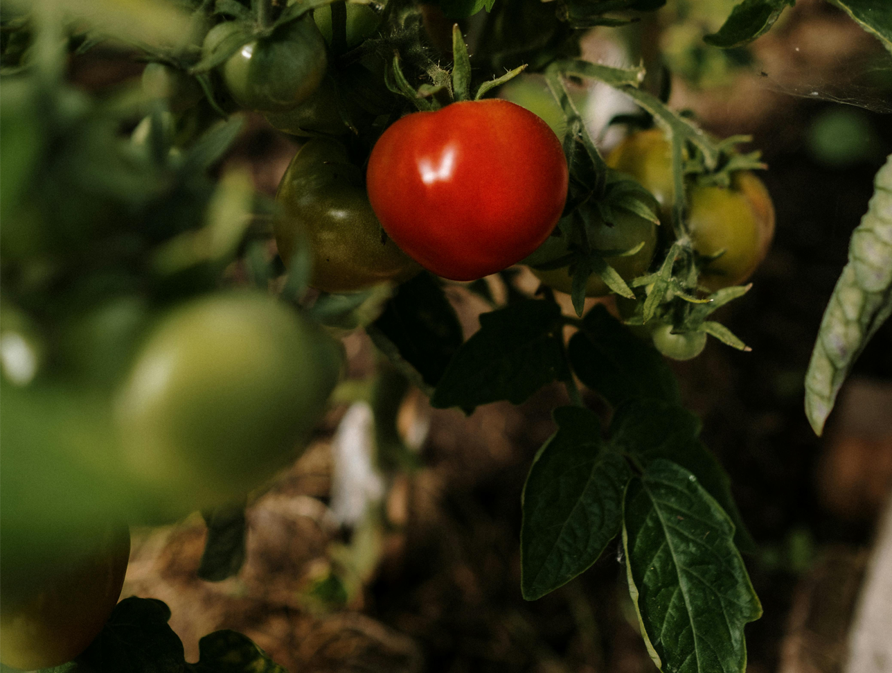 photo-culture-tomates-bio-en-terre