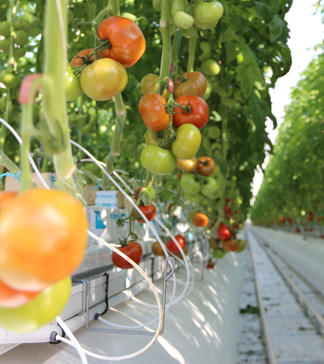 serre-semi-fermee-equipee-par-agriware-culture-tomates