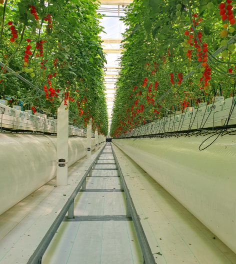 serre-semi-fermee-equipee-par-agriware-avec-plants-de-tomates